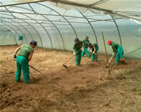 Emprego e desenvolvemento local